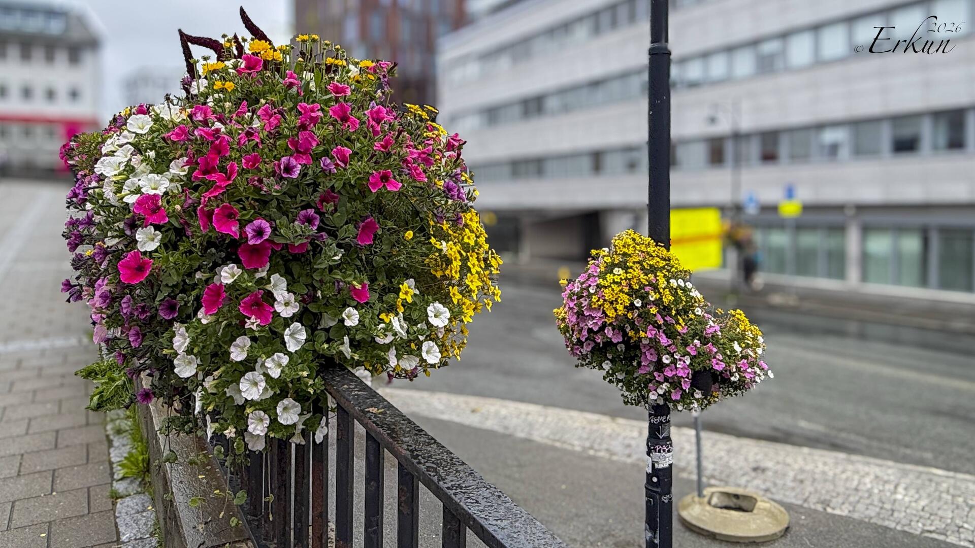 Colorful flowers brighten up a rainy day in Bødø.