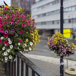 Colorful flowers brighten up a rainy day in Bødø.