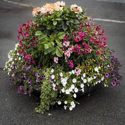 Colorful flowers brighten up a rainy day in Bødø.