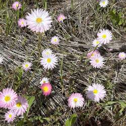 Everlastings
