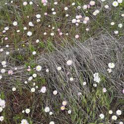 Everlastings