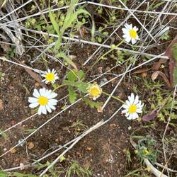 Everlastings