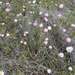 Everlastings