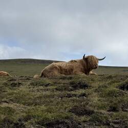 Very cute cows