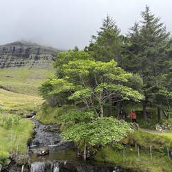 Pine forest plopped in the middle of the islands
