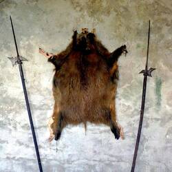 Wildschweinfell und Hellebarden im Rittersaal