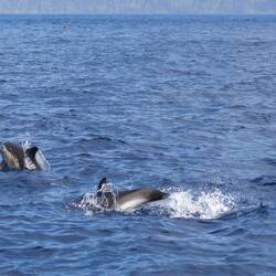 Common Dolphin