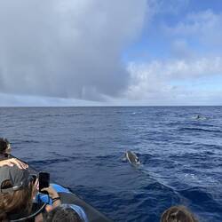 Common Dolphin