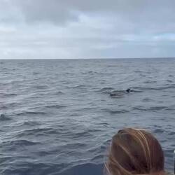 Common Dolphin