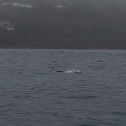 Rundkopfdelfin, Oskar