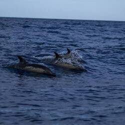 Common Dolphin