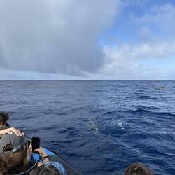 Common Dolphin