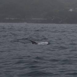 Männlicher Rundkopfdelfin mit frischen Wunden am Kopf. Diese sind ganz rot.