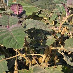 Eine Plantage für Lullo- Früchte: ähneln nur àußerlich Kiwis