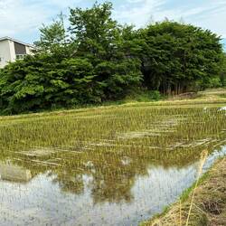 Newly planted rice