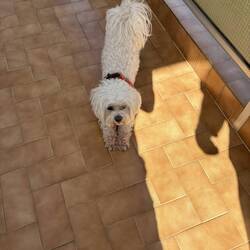 Coco begleitet uns auch