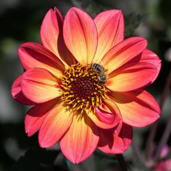Dahlie
