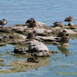 Enten am Ufer