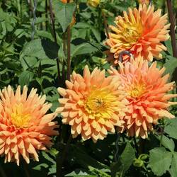 Dahlie "Mainaugold" von Gartenbau Paul Panzer aus Bad Köstritz