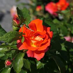 Rose im italienischen Rosengarten