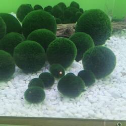 Marimo-Alge