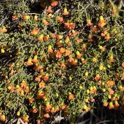 Bush Pomegranate, Pindar