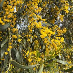 Orange Wattle, Bringo Lookout