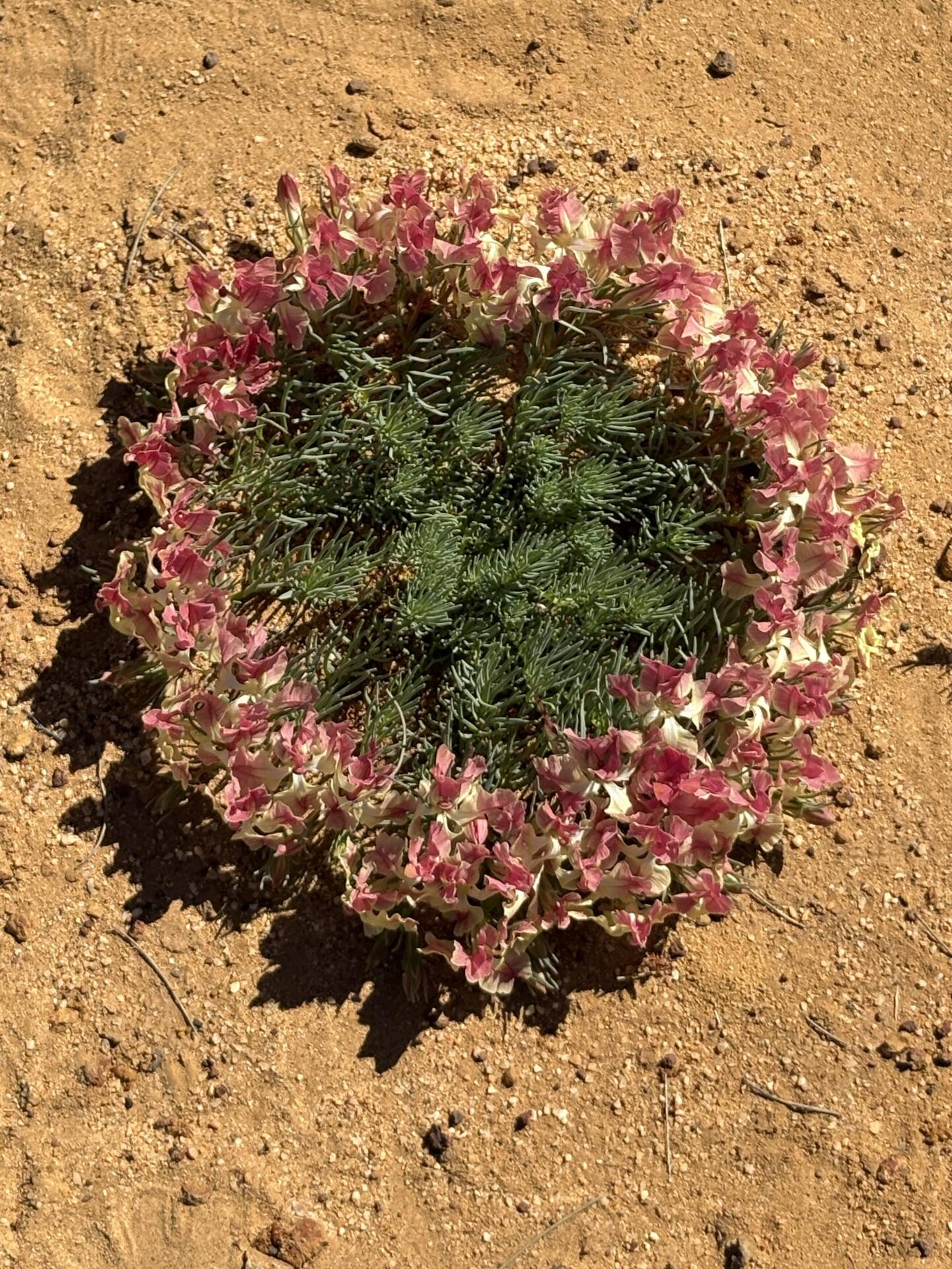 Wreath flower, Pindar
