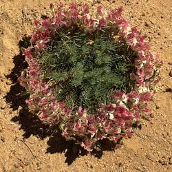 Wreath flower, Pindar