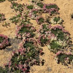 Wreath Flowers, Pindar