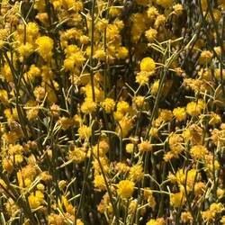 Acacia, Pindar