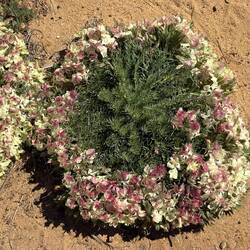 Wreath flower, Pindar