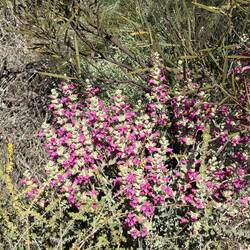 Golden bush, Pindar