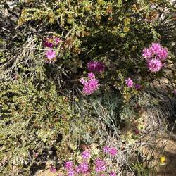 Pink Firework Myrtle, Pindar