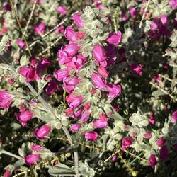 Golden Bush, Pindar