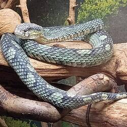 Ceylon-Lanzenotter