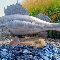 In der Fischtheke gab es frischen Fisch