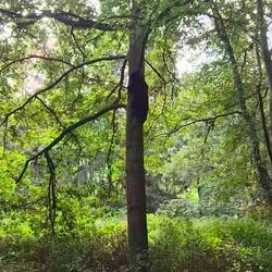 Ein Schwarzbär erklimmt einen Baum.