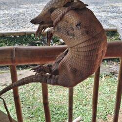 Ein getrocknetes Gürtellinie hing "randomed" herum
