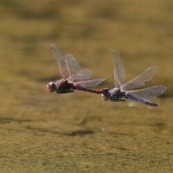 Libellen im Jungfernflug...