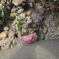 Seestern und Anemonen in den Tide Pools