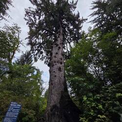 Die weltgrößte Sitka-Fichte, 1000 Jahre, 58m hoch, 17,6m Umfang!