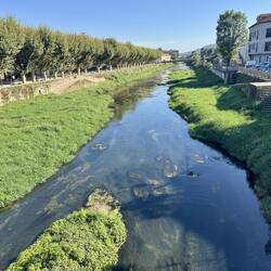 Padrón