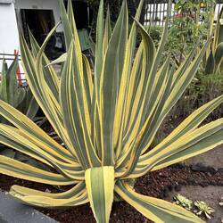 My favorite agave, also known as a "century plant"