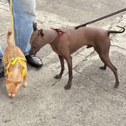A xoloesquintle, Mexican hairless dog