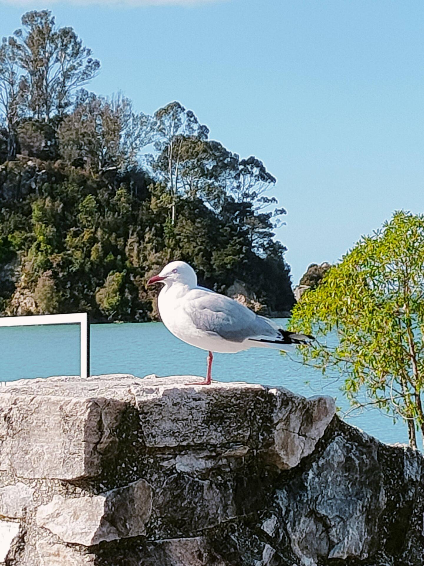 That poor seagull with one leg stood for hours in the wind