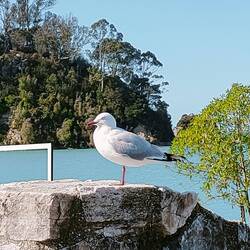 That poor seagull with one leg stood for hours in the wind