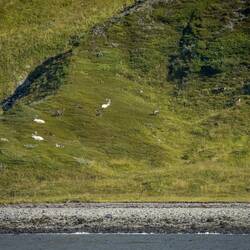 An unexpected sighting of reindeer on Mageøya Island. I count 15 ... there may be more.