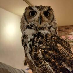 Stolzer Blick