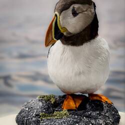 Taxidermied Atlantic Puffin